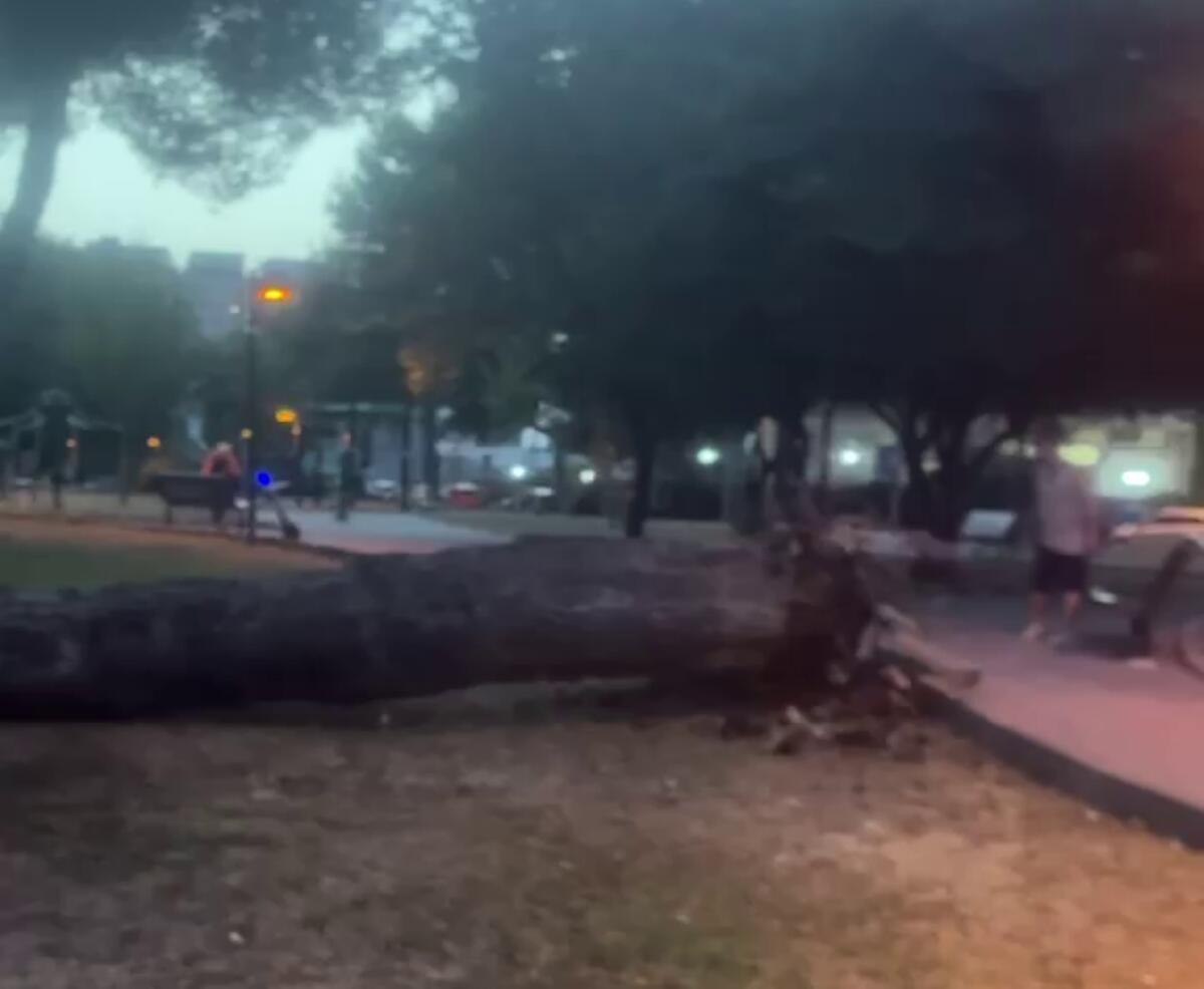 Paura a Bari per le forti raffiche di vento: alberi caduti e strada bloccata a Poggiofranco Paura a Bari per le forti raffiche di vento: alberi caduti e strada bloccata a Poggiofranco