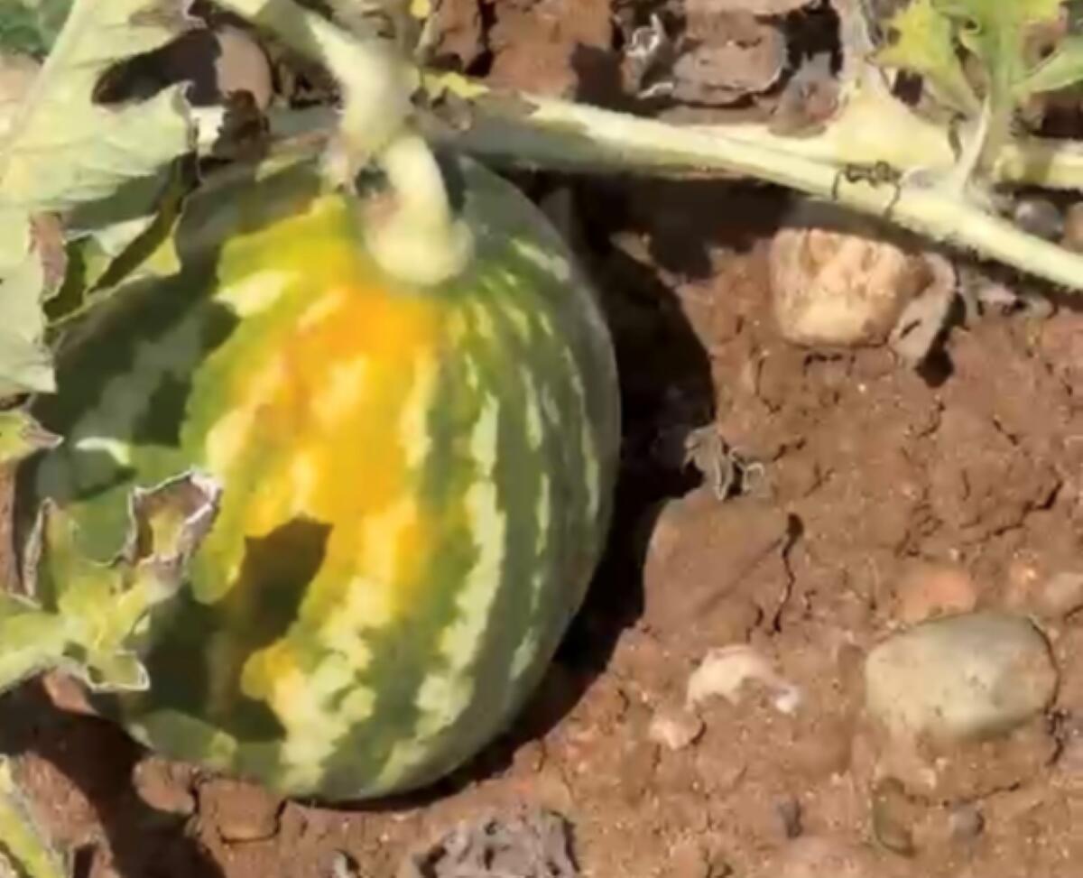 Caldo killer nel Tarantino: angurie “cotte” dal sole nei campi, produzione colpita fino al 60% Caldo killer nel Tarantino: angurie “cotte” dal sole nei campi, produzione colpita fino al 60%