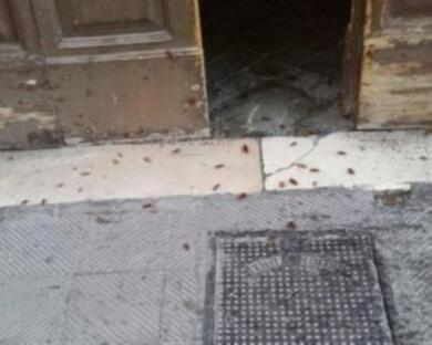 Lotta alle blatte in Puglia, l’Acquedotto lancia un web form per le segnalazioni dei cittadini
