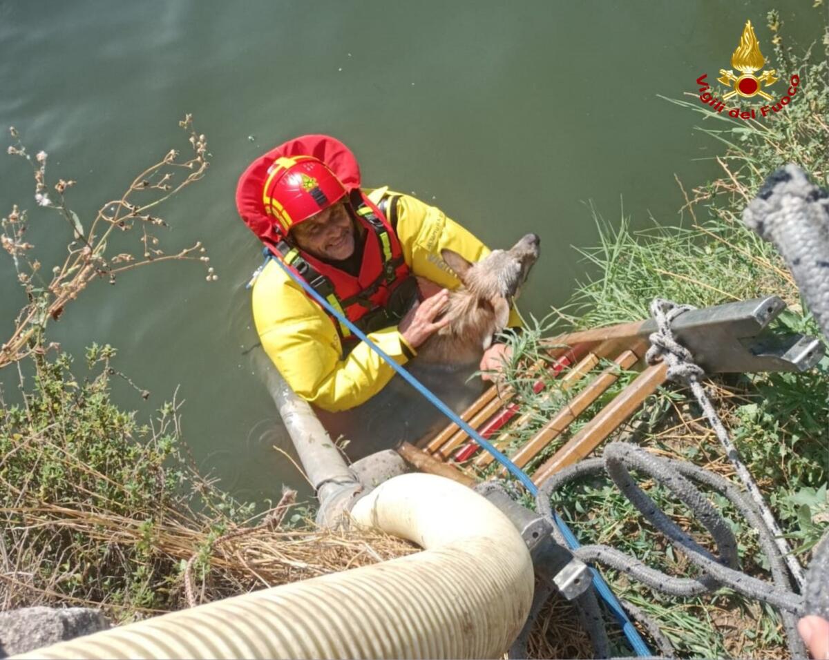 Altamura, cerca acqua e precipita in un pozzo profondo 5 metri: un cane salvato dai vigili del fuoco – FOTO Altamura, cerca acqua e precipita in un pozzo profondo 5 metri: un cane salvato dai vigili del fuoco – FOTO