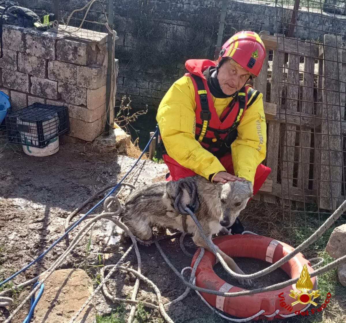Altamura, cerca acqua e precipita in un pozzo profondo 5 metri: un cane salvato dai vigili del fuoco – FOTO Altamura, cerca acqua e precipita in un pozzo profondo 5 metri: un cane salvato dai vigili del fuoco – FOTO