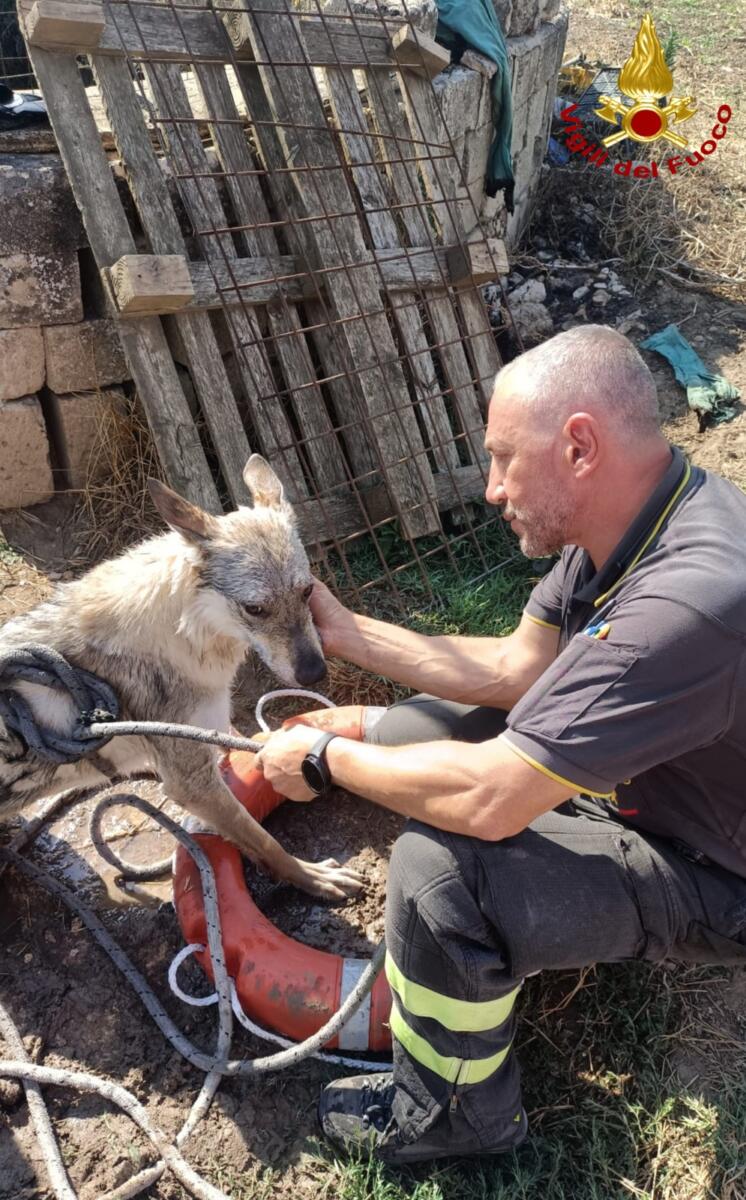 Altamura, cerca acqua e precipita in un pozzo profondo 5 metri: un cane salvato dai vigili del fuoco – FOTO Altamura, cerca acqua e precipita in un pozzo profondo 5 metri: un cane salvato dai vigili del fuoco – FOTO