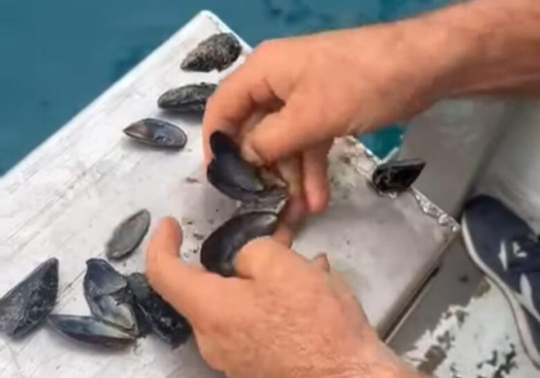 cozze