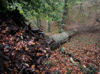 Vico del Gargano, la foresta degli Sfilzi ottiene lo status di Bosco vetusto: «Il secondo più antico d’Italia»