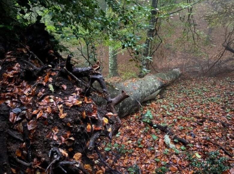 foresta degli sfilzi