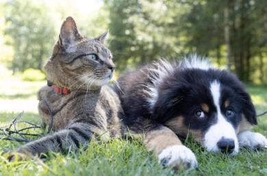 Bari, il business estivo delle pensioni per cani: tra annunci online e dubbi sui controlli