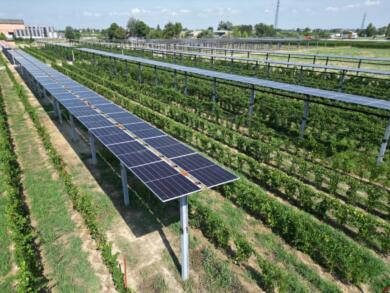 Rinnovabili, via libera del Consiglio dei Ministri per un impianto agrivoltaico e uno trifasico nel Tarantino