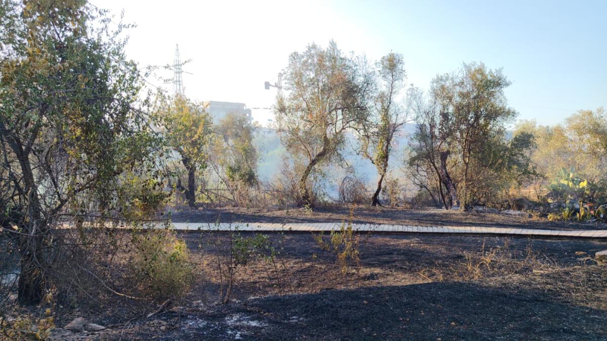 Molfetta, incendio a Parco Lama Martina: distrutta la passerella in legno Molfetta, incendio a Parco Lama Martina: distrutta la passerella in legno