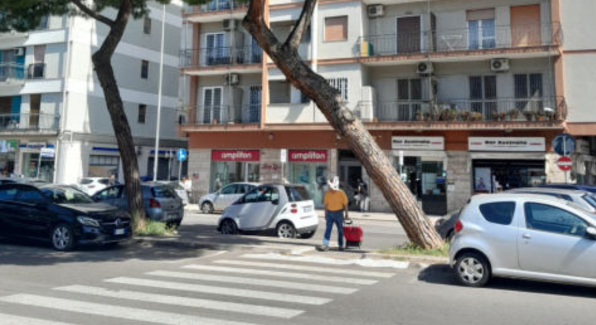 Bari, abbattimento di un pino in viale Papa Giovanni XXIII: «Nessun legame con i lavori del Brt» Bari, abbattimento di un pino in viale Papa Giovanni XXIII: «Nessun legame con i lavori del Brt»