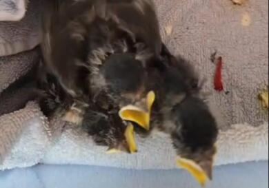 Bari, ragazzo in sedia a rotelle salva tre piccoli di rondine: la storia di Nicola