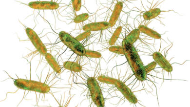 Oltre i limiti di laboratorio, ecco la nuova frontiera per la tutela sulle tavole