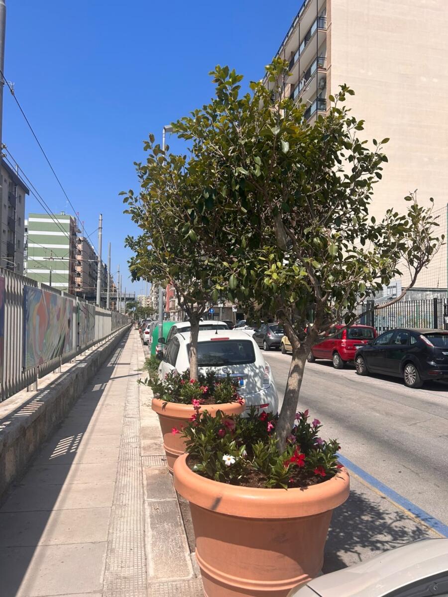 Via Manzoni si rifà il look: rimosse le fioriere per far spazio agli alberi, i ficus trasferiti a Madonnella e nel Municipio I
