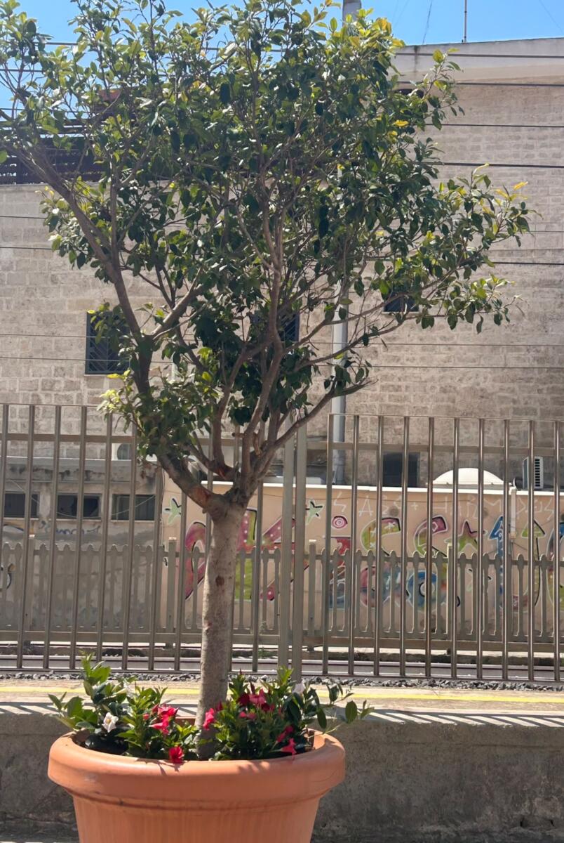Via Manzoni si rifà il look: rimosse le fioriere per far spazio agli alberi, i ficus trasferiti a Madonnella e nel Municipio I