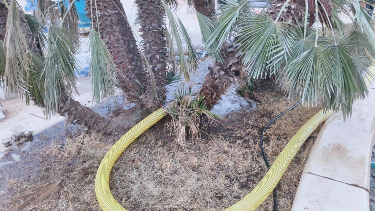Bari, acqua per le piante nel cantiere di piazza Moro: dopo il richiamo del sindaco arrivano le autobotti