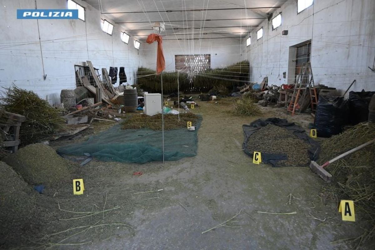 Maxi sequestro di droga a Foggia, trovati 860 chili di marijuana: il blitz dopo una telefonata al 112 – FOTO Maxi sequestro di droga a Foggia, trovati 860 chili di marijuana: il blitz dopo una telefonata al 112 – FOTO