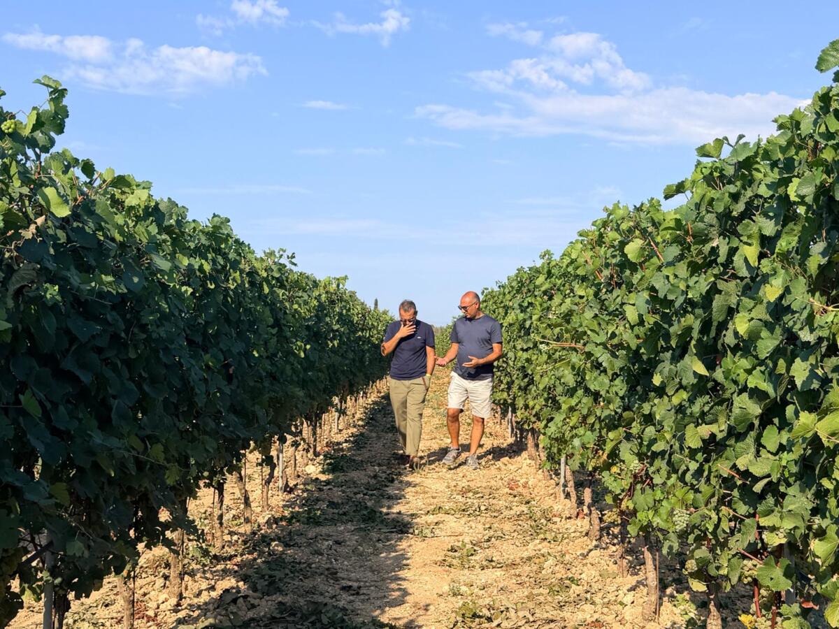 Vendemmia, a Leverano primo taglio dell’uva con l’assessore Paolicelli: «Qualità e nuove strategie per il futuro»