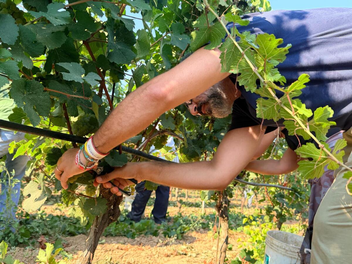 Vendemmia, a Leverano primo taglio dell’uva con l’assessore Paolicelli: «Qualità e nuove strategie per il futuro»