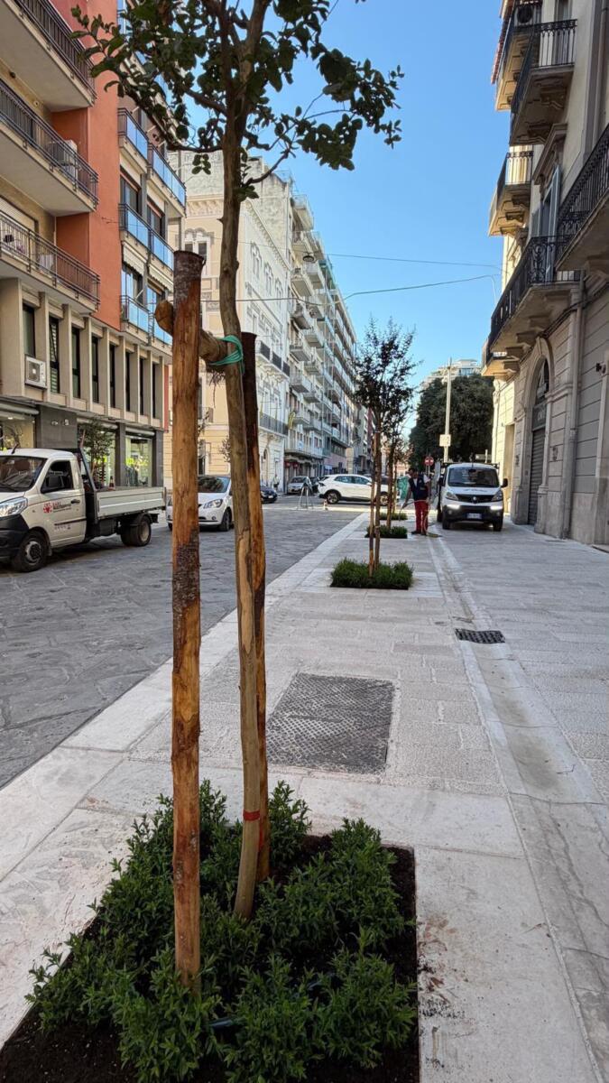 Bari, fiori di “settembrini” nelle aiuole di via Argiro: al via la sperimentazione per il decoro urbano Bari, fiori di “settembrini” nelle aiuole di via Argiro: al via la sperimentazione per il decoro urbano
