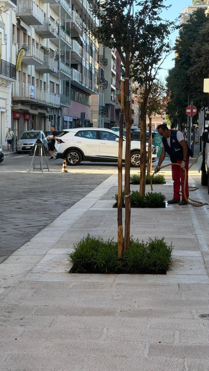 Bari, fiori di “settembrini” nelle aiuole di via Argiro: al via la sperimentazione per il decoro urbano Bari, fiori di “settembrini” nelle aiuole di via Argiro: al via la sperimentazione per il decoro urbano