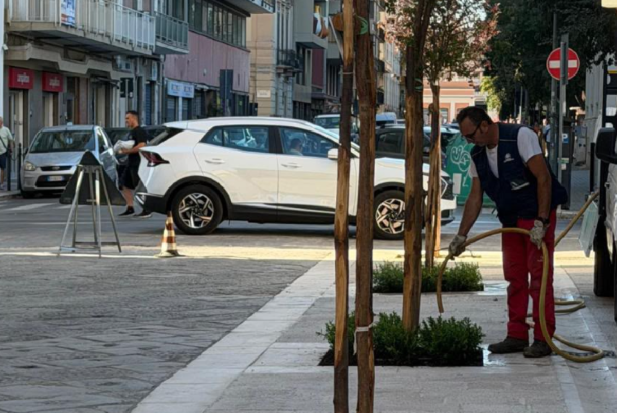 Bari, fiori di “settembrini” nelle aiuole di via Argiro: al via la sperimentazione per il decoro urbano Bari, fiori di “settembrini” nelle aiuole di via Argiro: al via la sperimentazione per il decoro urbano