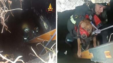 Bisceglie, cane randagio cade in un pozzo profondo 5 metri: salvato dai vigili del fuoco