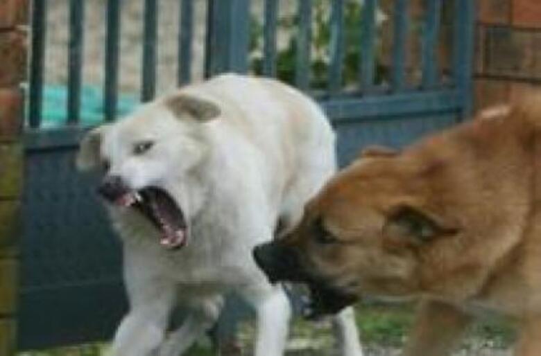 cani randagi