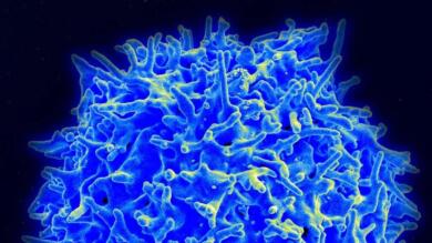 I supercentenari ricchi di cellule immunitarie anticancro: il sistema che si riorganizza con l’età