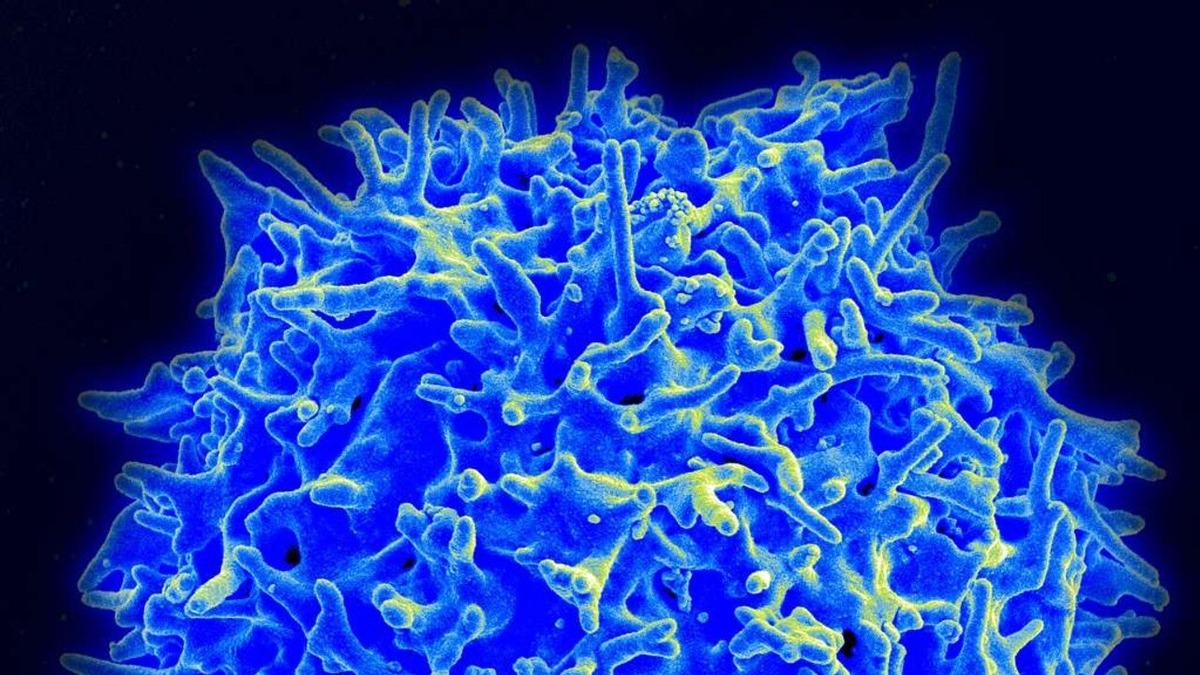 I supercentenari ricchi di cellule immunitarie anticancro: il sistema che si riorganizza con l’età I supercentenari ricchi di cellule immunitarie anticancro: il sistema che si riorganizza con l’età