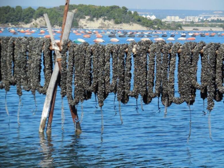cozze