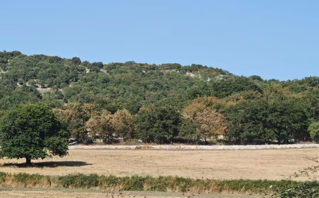 Siccità, primi sintomi sugli alberi garganici: anche la Foresta Umbra a rischio Siccità, primi sintomi sugli alberi garganici: anche la Foresta Umbra a rischio