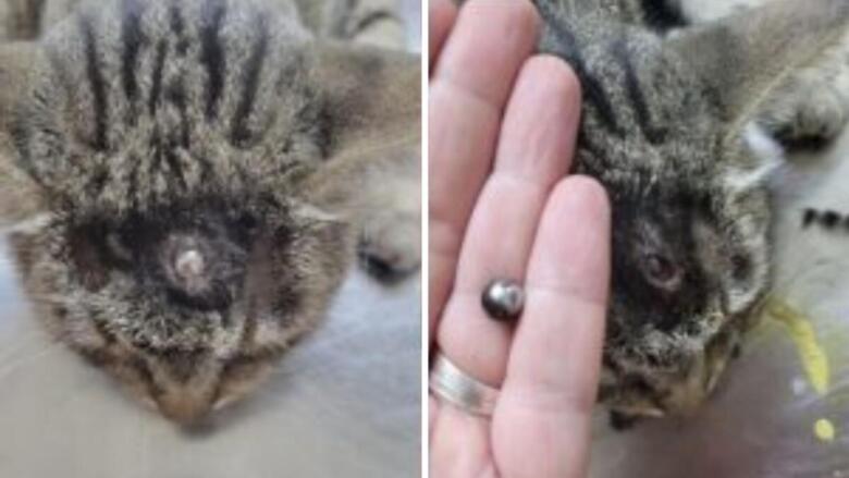gatto ferito