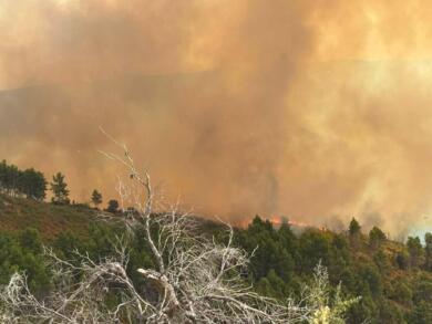 Nuovo allarme incendi sul Gargano: vasto rogo a Vico, mezzi aerei in volo in località Mannarella