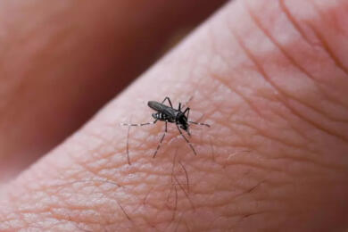 Non solo West Nile, nel Salento spuntano due casi di Dengue autoctona: una persona in ospedale
