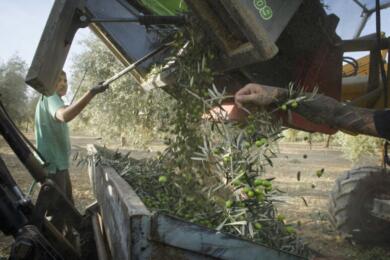 Raccolta delle olive, a Terlizzi nasce una foresteria per braccianti stagionali: 80 letti e docce