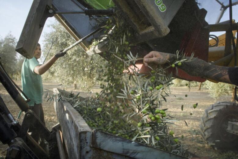raccolta olive