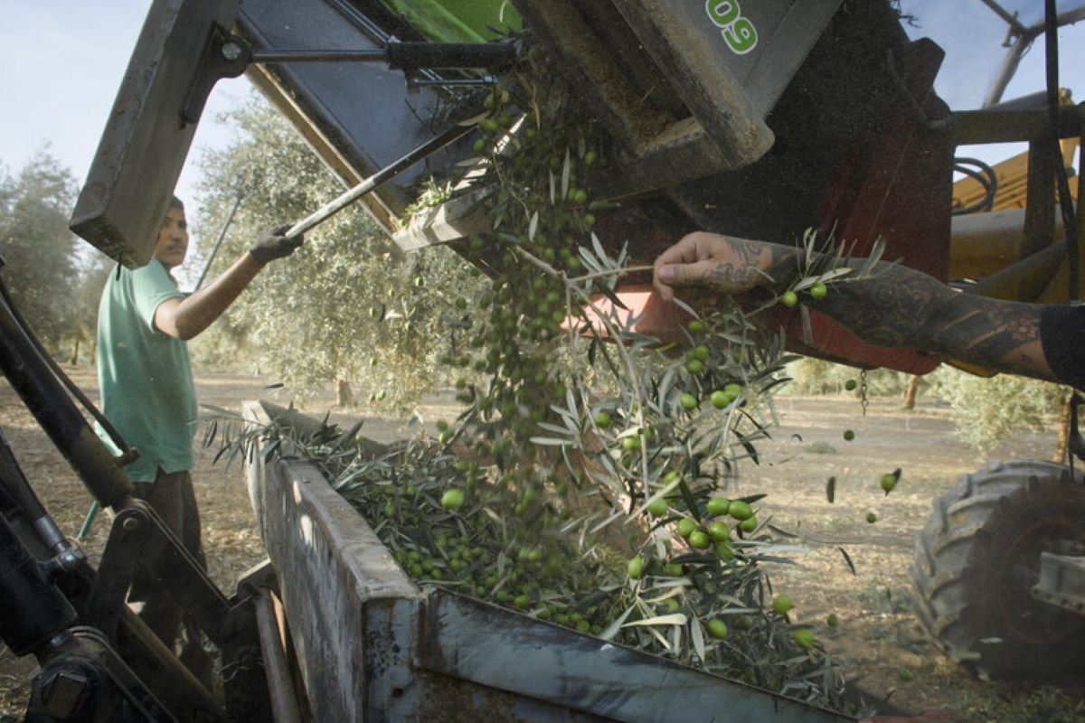 Raccolta delle olive, a Terlizzi nasce una foresteria per braccianti stagionali: 80 letti e docce Raccolta delle olive, a Terlizzi nasce una foresteria per braccianti stagionali: 80 letti e docce