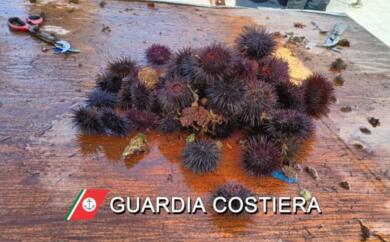 Tricase, coppia di turisti baresi pesca ricci: i bagnanti li segnalano. Scatta la multa