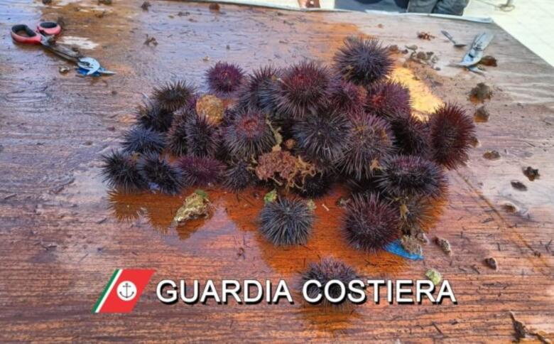 ricci di mare
