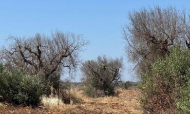 Xylella, milioni di ulivi perduti: chiesto lo stato di crisi agricola per il Salento