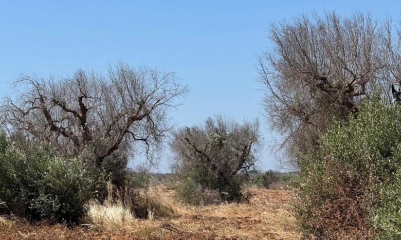 xylella