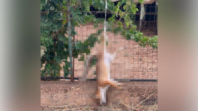 Orrore a Noicattaro, volpe uccisa e appesa a testa in giù: «La crudeltà umana in una foto»