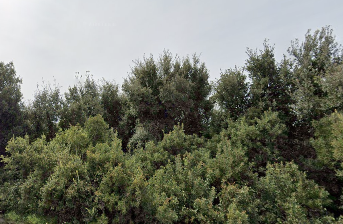 Xylella, nel Salento lecci al posto degli ulivi “uccisi” dal batterio contro il riscaldamento del suolo