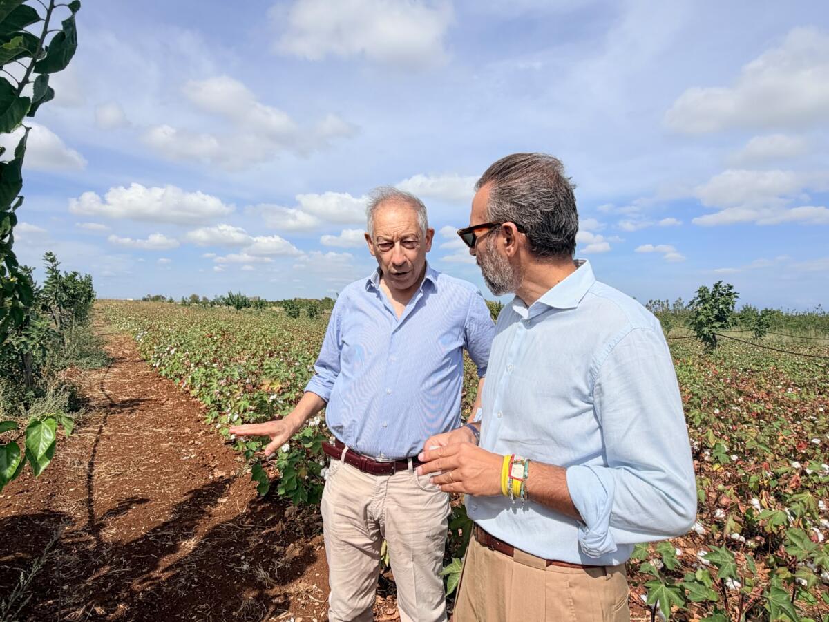 La scommessa del cotone sostenibile in Puglia: sopralluogo di Paolicelli nei campi del Crea a Rutigliano