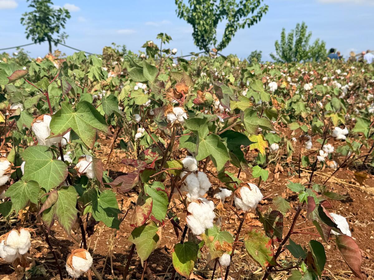 La scommessa del cotone sostenibile in Puglia: sopralluogo di Paolicelli nei campi del Crea a Rutigliano
