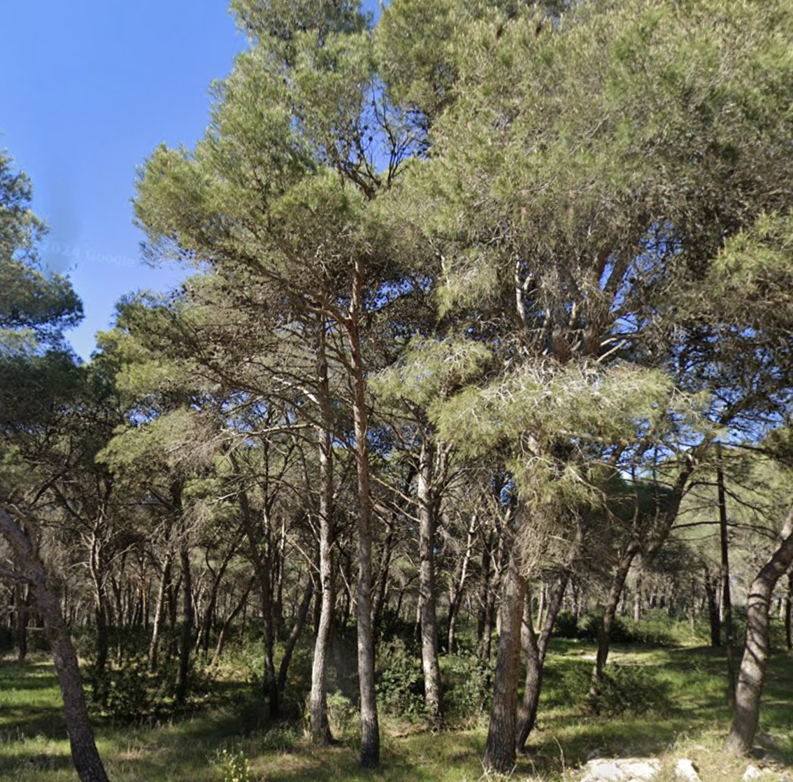 Xylella, nel Salento lecci al posto degli ulivi “uccisi” dal batterio contro il riscaldamento del suolo