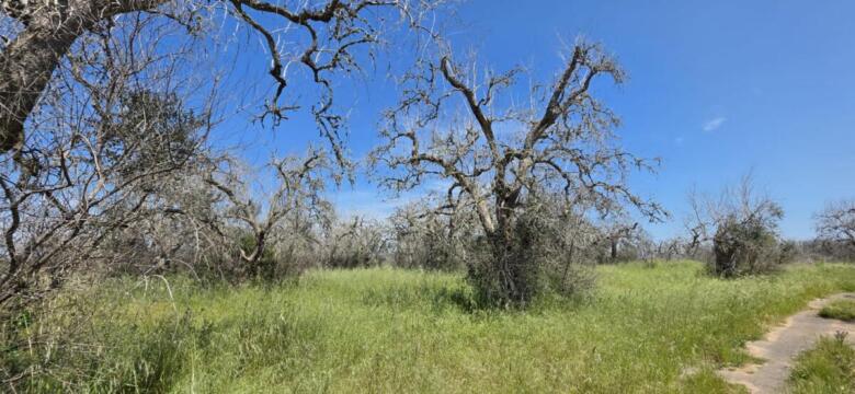 xylella