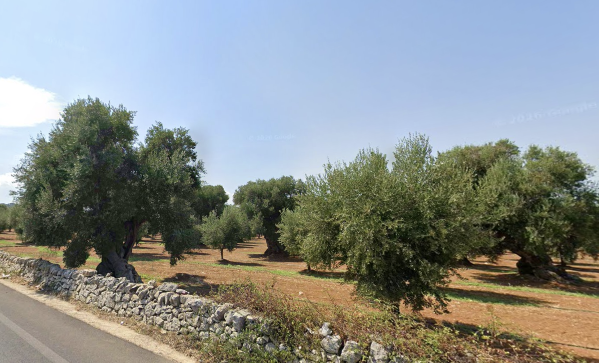 Xylella, nel Salento lecci al posto degli ulivi “uccisi” dal batterio contro il riscaldamento del suolo