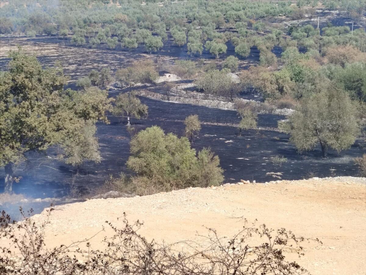 Andria, maxi rogo alle pendici di Castel del Monte: in fumo oltre 30 ettari – VIDEO Andria, maxi rogo alle pendici di Castel del Monte: in fumo oltre 30 ettari – VIDEO