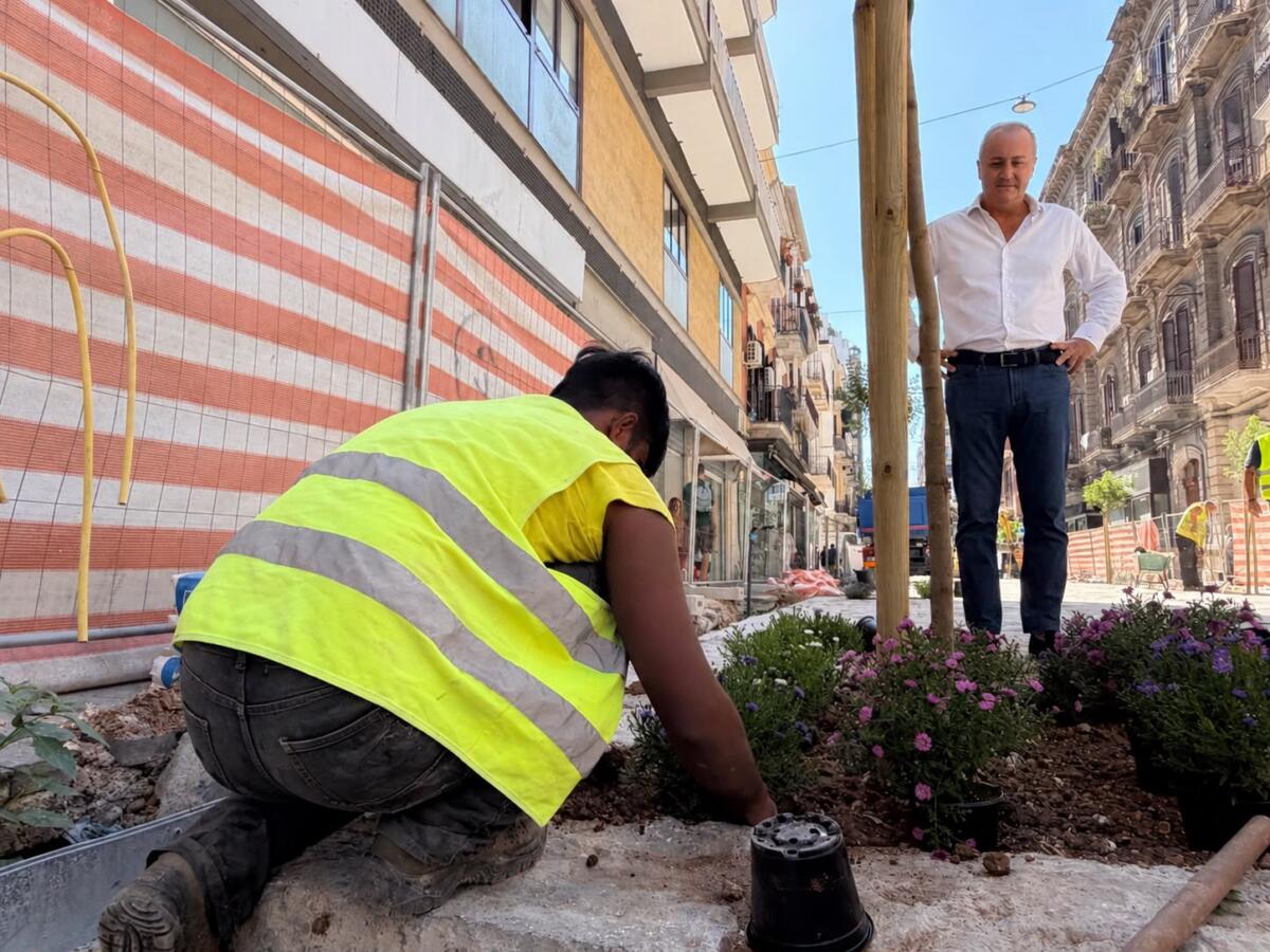 Lavori in via Manzoni a Bari, piantati nuovi alberi: «Prende forma il volto verde della strada» – FOTO e VIDEO