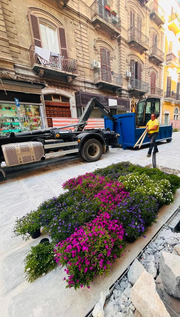 Lavori in via Manzoni a Bari, piantati nuovi alberi: «Prende forma il volto verde della strada» – FOTO e VIDEO